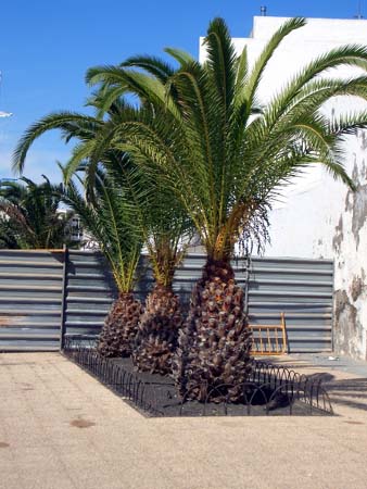 570Lanzarote