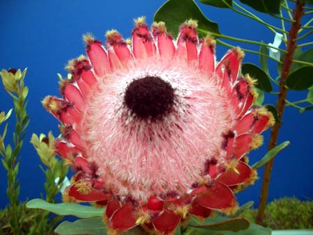 602Blumen
