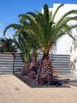570Lanzarote