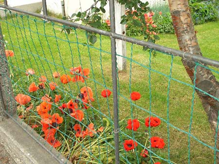 164Blumen
