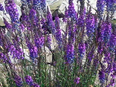 337Blumen