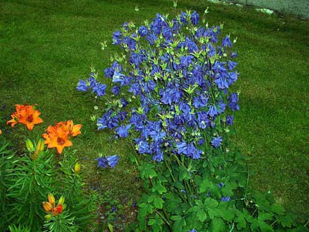 424Blumen