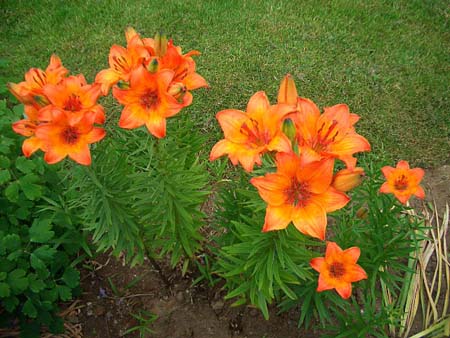 443Blumen