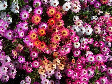 472Blumen