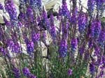337Blumen