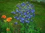 424Blumen