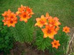 443Blumen