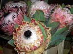 458Blumen