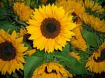 498Blumen