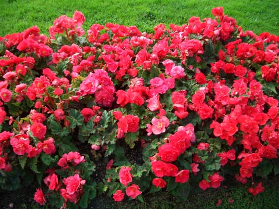 026Blumen