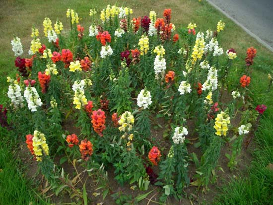 168Blumen
