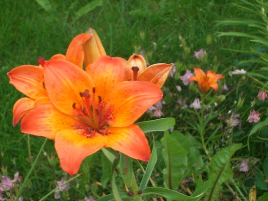 177Blumen