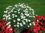 044Blumen-009