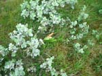 057Blumen-006