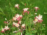 068Blumen