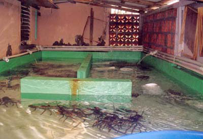 256lobsterpool
